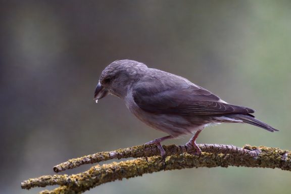 Kruisbek
