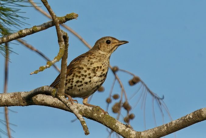 Zangvogels (Passeriformes)