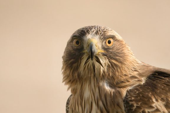 Rode wouw