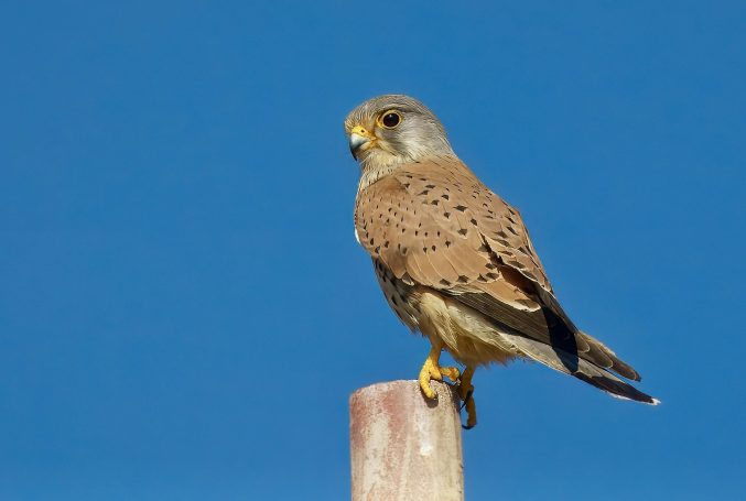 Valkachtigen ( Falconiformes)
