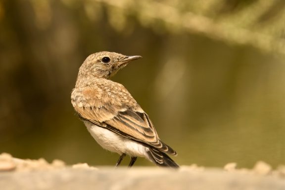 Westelijke blonde tapuit