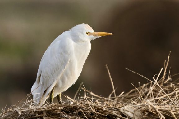 Koereiger
