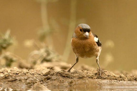 Vink