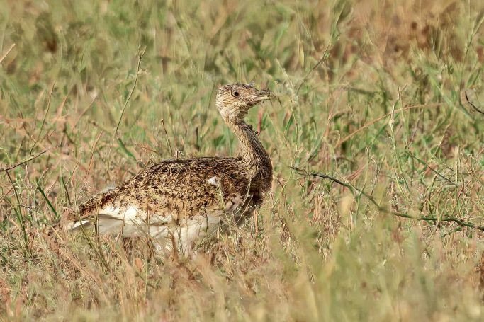 Trappen (Otidiformes)
