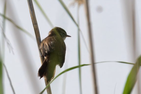 Cetti's zanger
