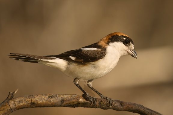 Roodkop klauwier