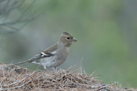 Vink