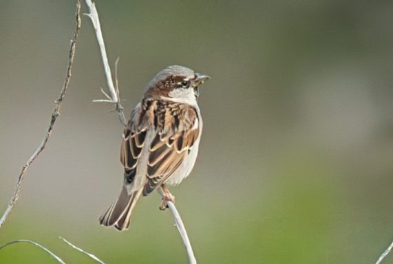 Huismus