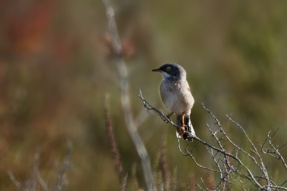 Brilgrasmus