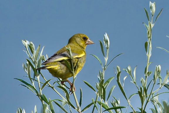 Groenling