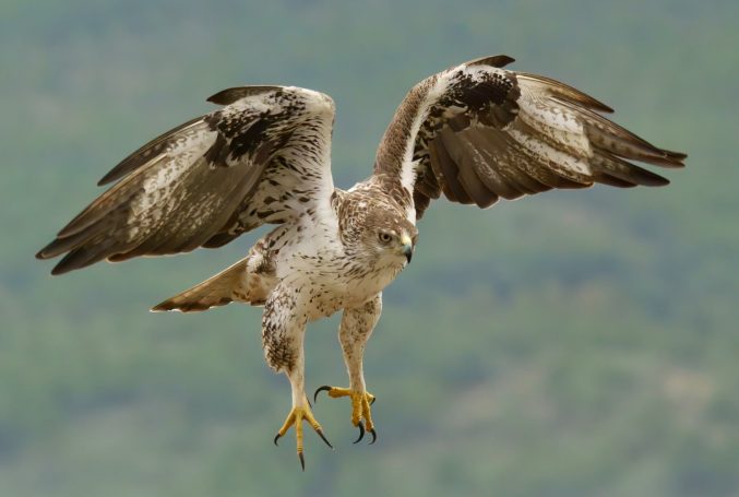 Roofvogels (Accipitriformes)