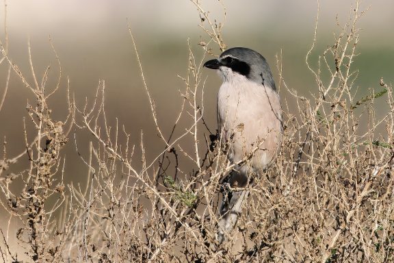 Iberische Klapekster