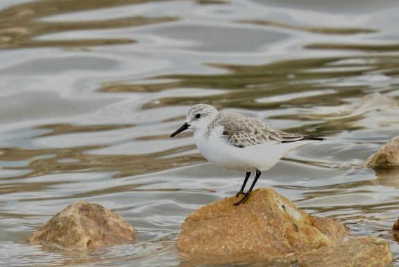 Drieteenstrandloper