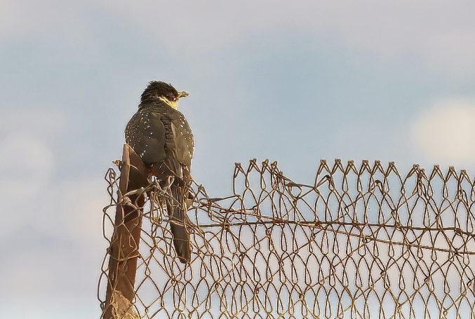 Koekoeksvogels (Cuculiformes)