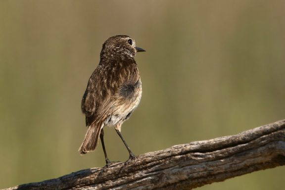 Roodborst tapuit
