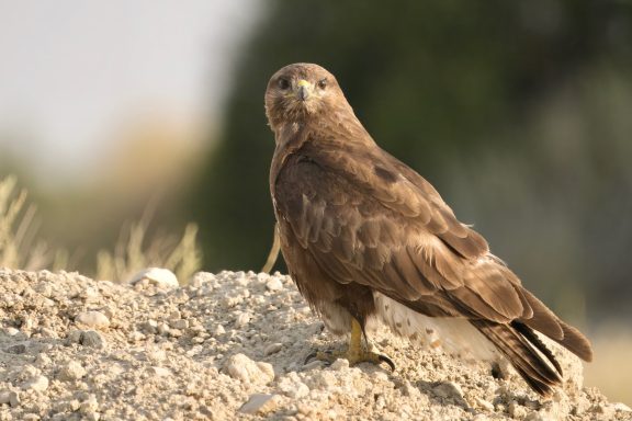 Buizerd