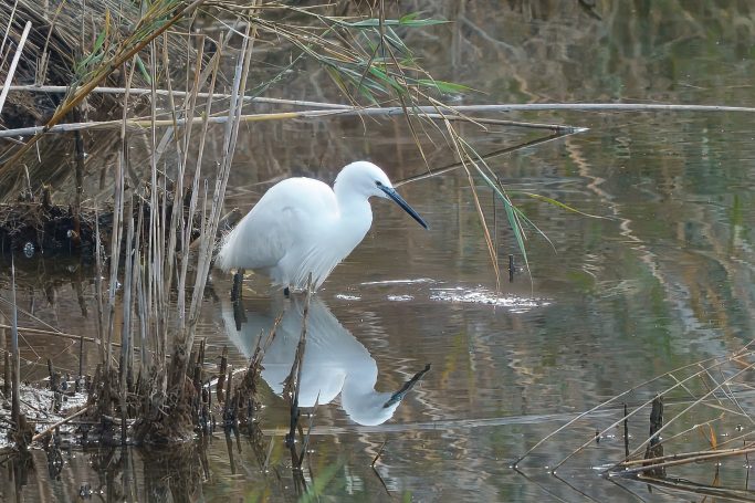 Reigers, Ibissen, Lepelaars (Pelecaniformes)