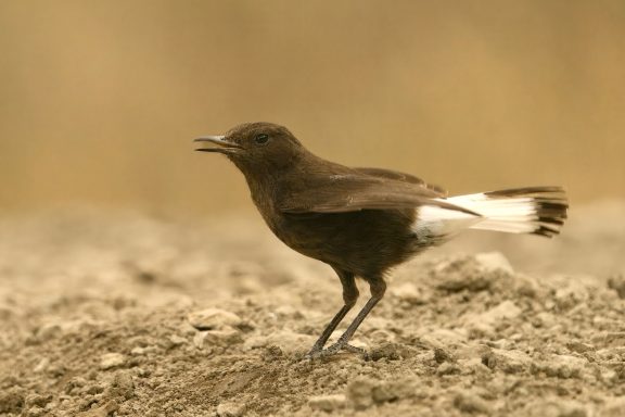 Zwarte tapuit