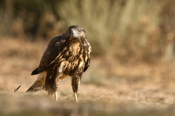 Buizerd
