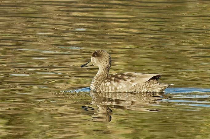 Eenden, Ganzen, Zwanen (Anseriformes)