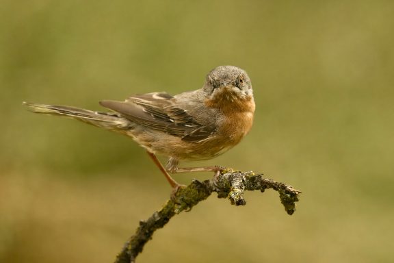 Westelijke baardgrasmus
