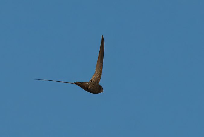 Gierzwaluwachtigen (Apodiformes)