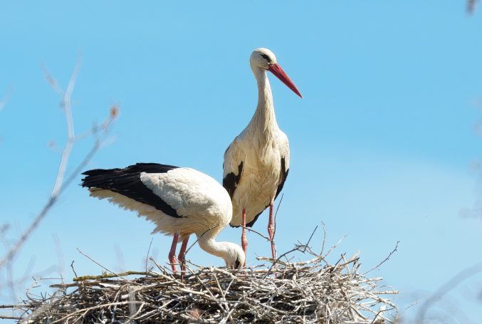 Ooievaars (Ciconiiformes)