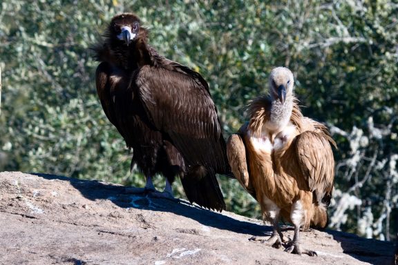 Monniks en Vale Gier