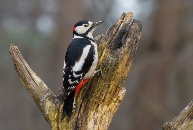 Spechten (Piciformes)