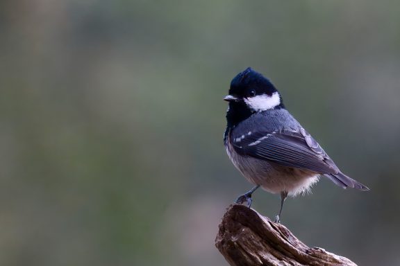 Zwarte Mees