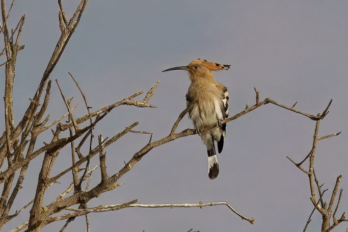 Neushoornvogelachtigen (Bucerotiformes)