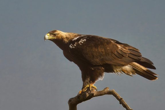 Spaanse Keizerarend