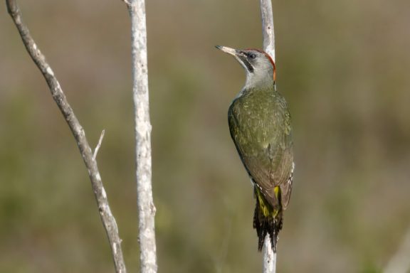 Iberische Groene Specht