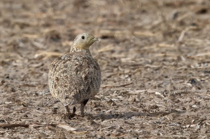 Zandhoenders (Pteroclididae)