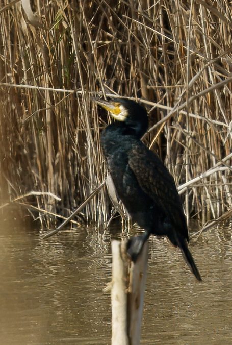 Aalscholvers (Suliformes)