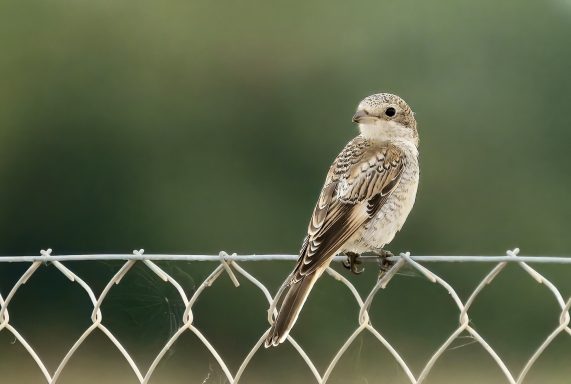 Juveniele Roodkopklauwier