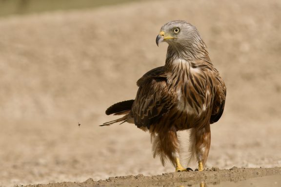 Rode wouw
