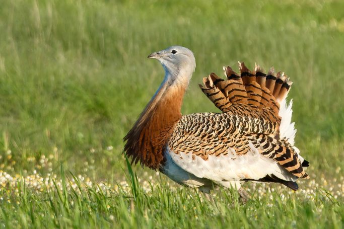 Trappen (Otidiformes)