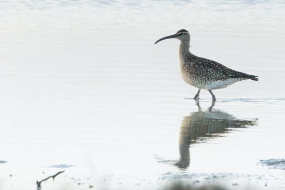 Regenwulp