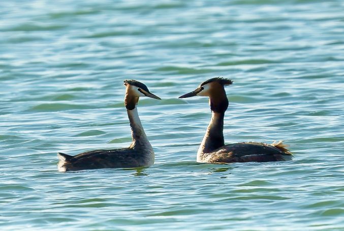 Futen (Podicipediformes)