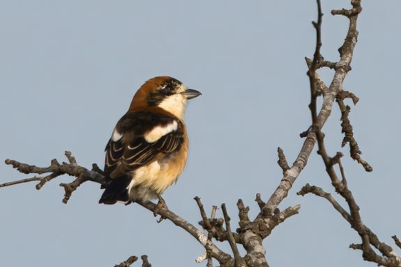 Roodkop Klauwier