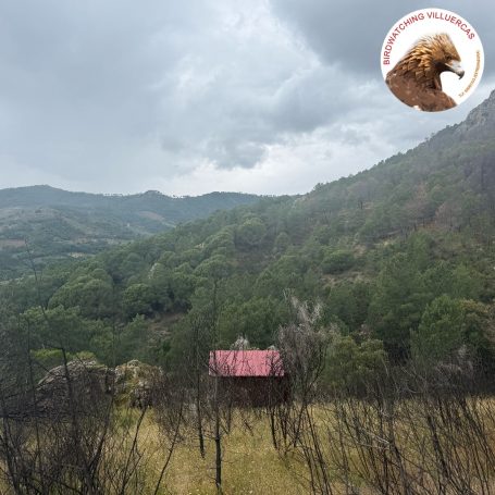 Booted Eagle Hide, Cañamero