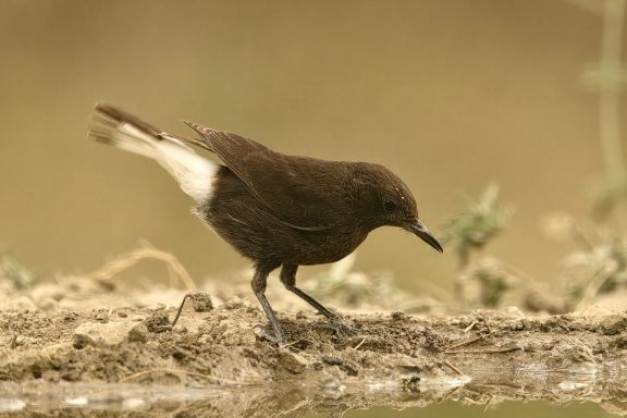 Zwarte tapuit