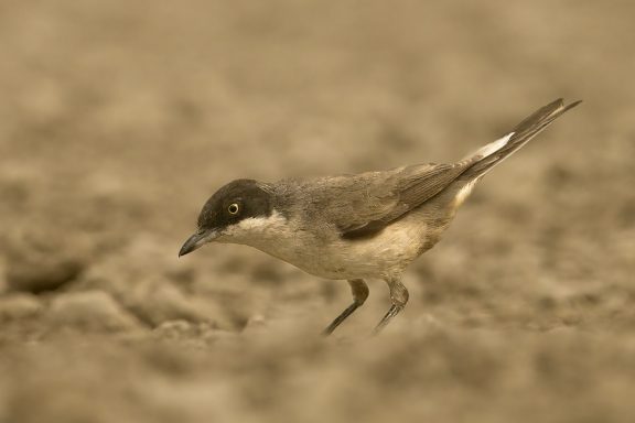 Westelijke orpheusgrasmus