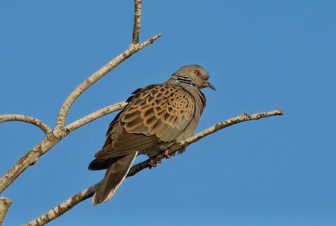 Duiven (Columbiformes)