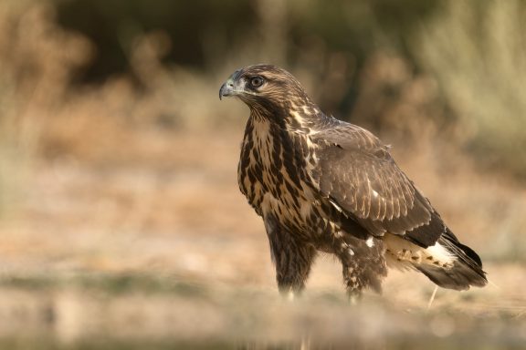 Buizerd