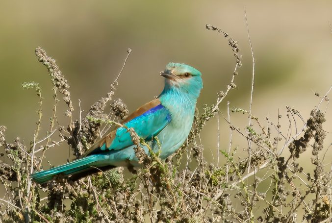 Scharrelaars, Ijsvogels (Coraciiformes)