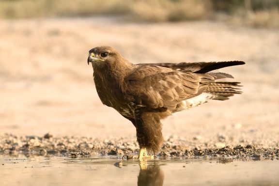 Buizerd