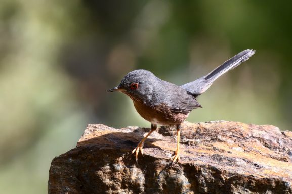Provençaalse Baardgrasmus