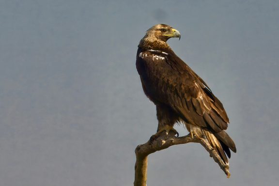 Spaanse Keizerarend